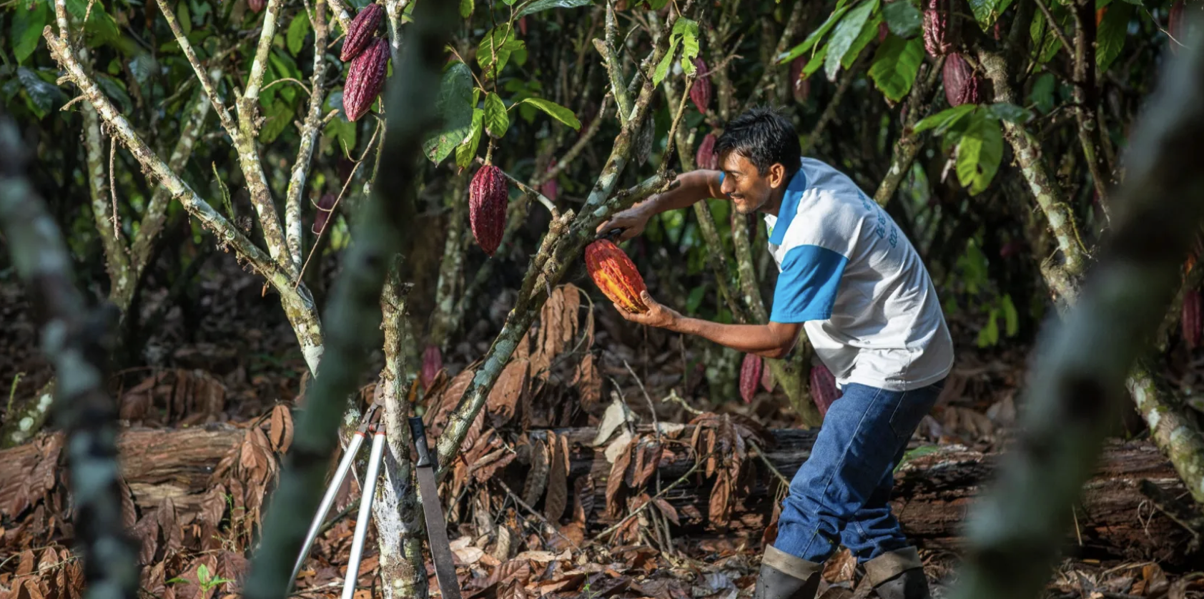 Revolutionizing agroforestry: SMART strategies to measure success